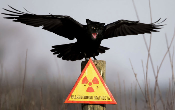 The Internet Has Transformed Felines And Birds Into Hybrid Animals