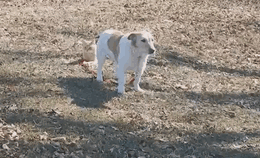 Cat Won't Let Dog Off The Leash