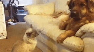 Cat Taunts Dog