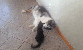 Can I Just Lie Here Without You Bugging Me?