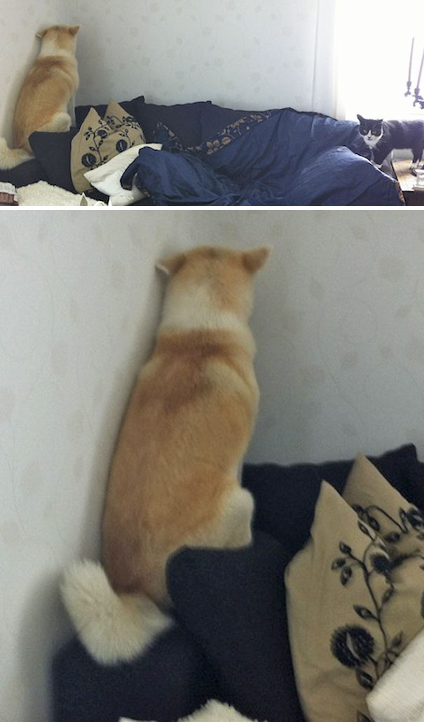 Well It Turned Out The Dog Was Afraid Of The Cat And She Climbed On The Corner Of The Sofa And Refused To Even Look At Him