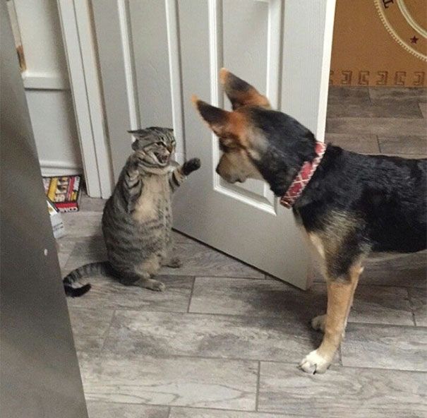 Our Cat Is Still Getting Used To Our New Puppy