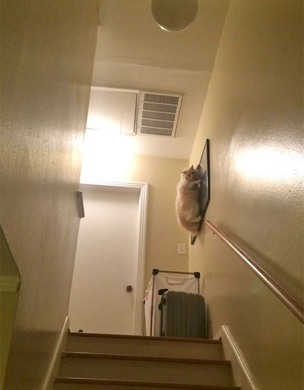 When You Introduce A Dog To An 8 Year Old Cat