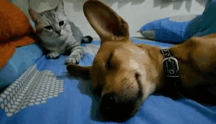 Cat Hits Sleeping Dog
