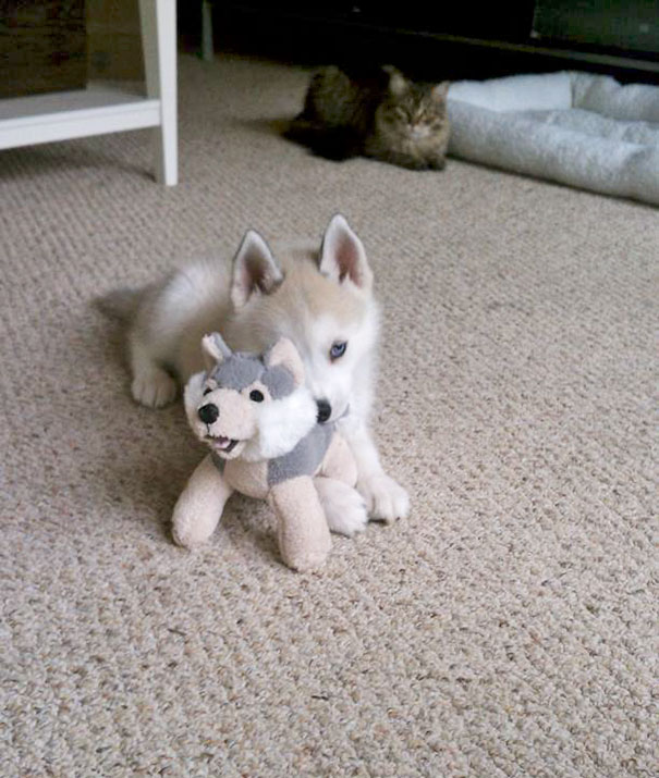 The Cat Hates The New Puppy... He Follows Her Around And Glares At Her