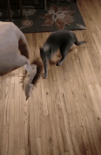 Having A Cat And A Dog