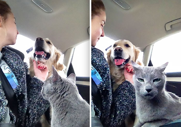 10+ Dueños que quisieron que perros y gatos convivieran, pero no salió como lo planeaban