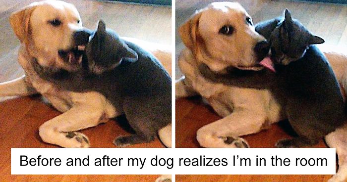 123 Times Owners Wanted Cats And Dogs To Live Together, But It Didn’t Work Out As Planned