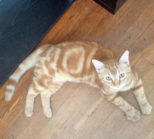 My Friends Cat Has Lol In It's Markings On Both Sides