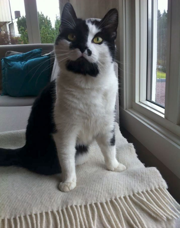 My Friends Cat Got The Most Beautiful Markings