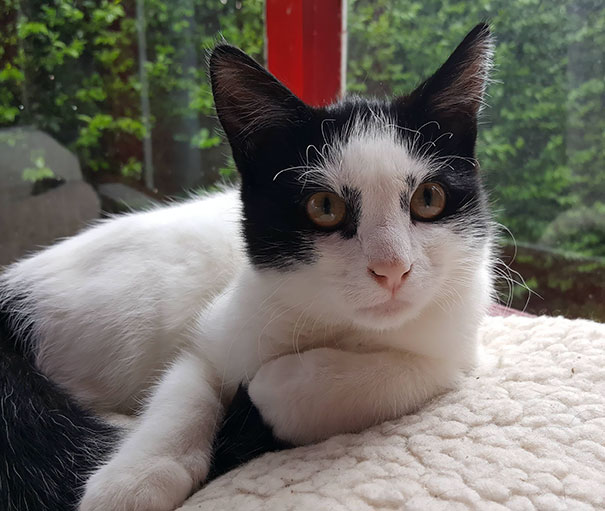 This Is Logan, The Cat Who Always Looks Pissed Off Due To His Markings