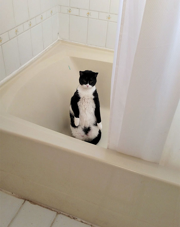 My Cat Looks Like He Has A Bush