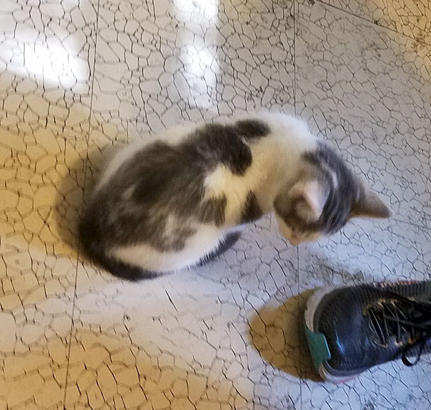 Our Cat Has A T-Rex On His Back