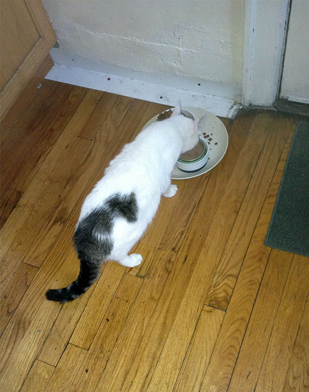 This Cat's Coat Pattern Is A Cat