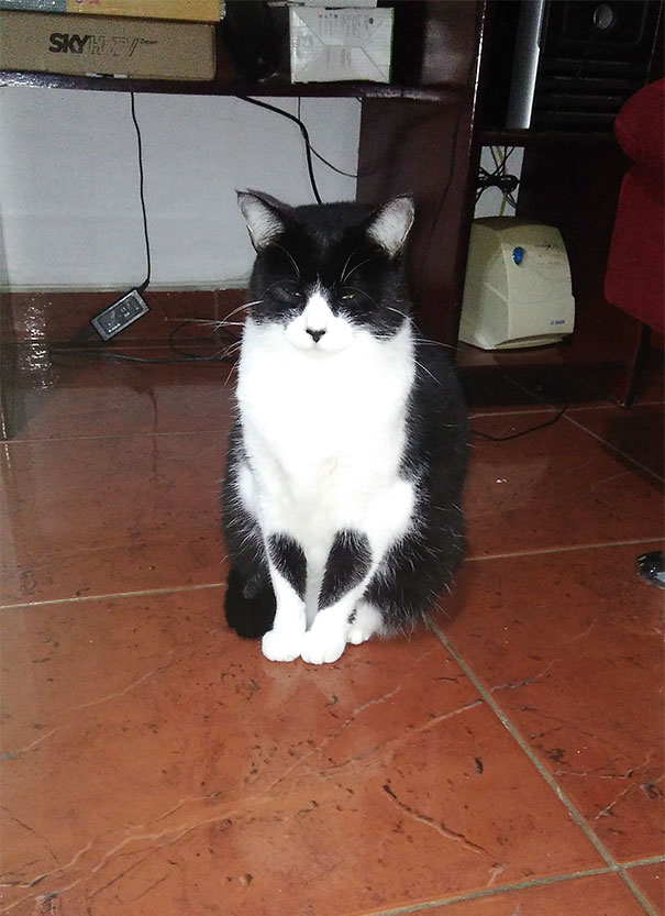 My So's Cat Has A Broken Heart On Her Legs