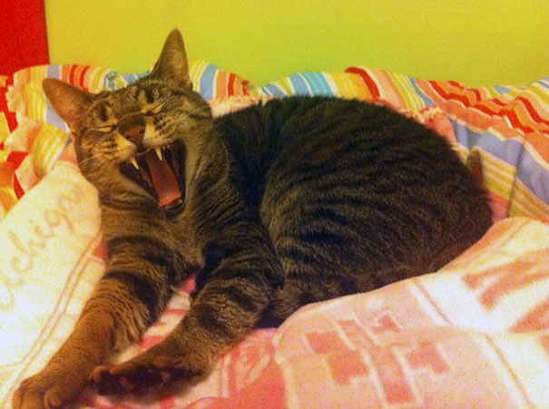 Our New Cat Wally Has Extra "Eyes"