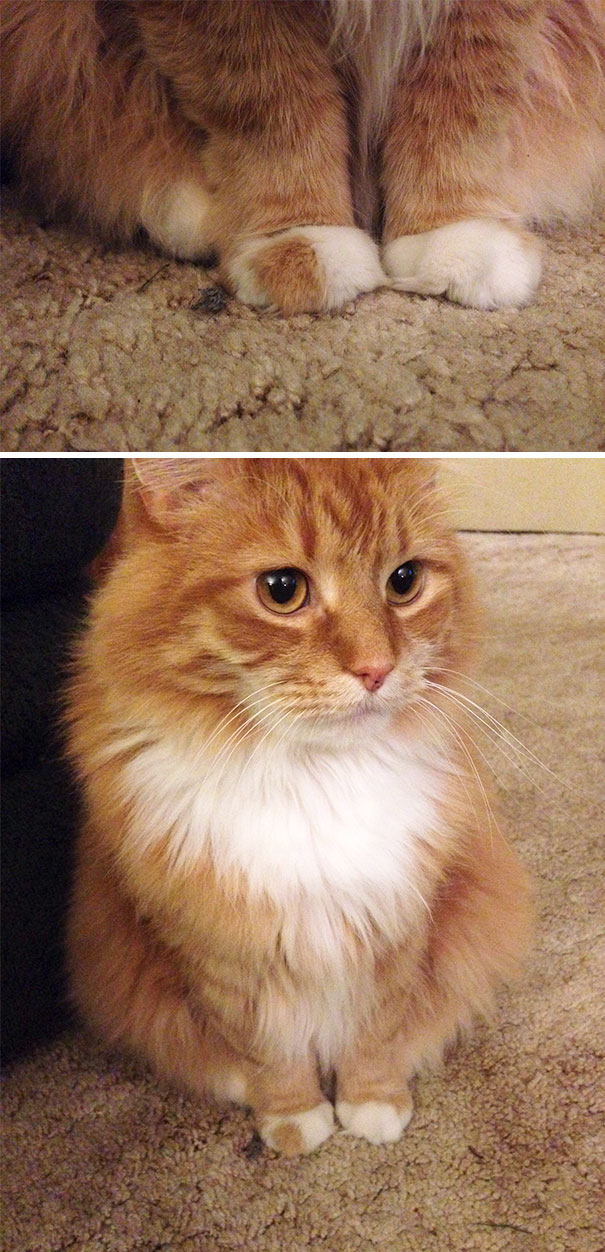 My Cat Has One Orange Toe