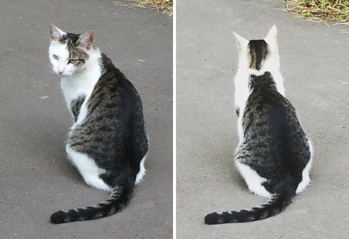 Cat With A Cat On His Back Goes Viral In Japan