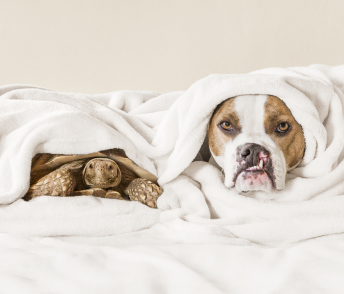 This Unexpected Friendship Between A Dog And A Turtle Is The Sweetest Thing You’ll See Today