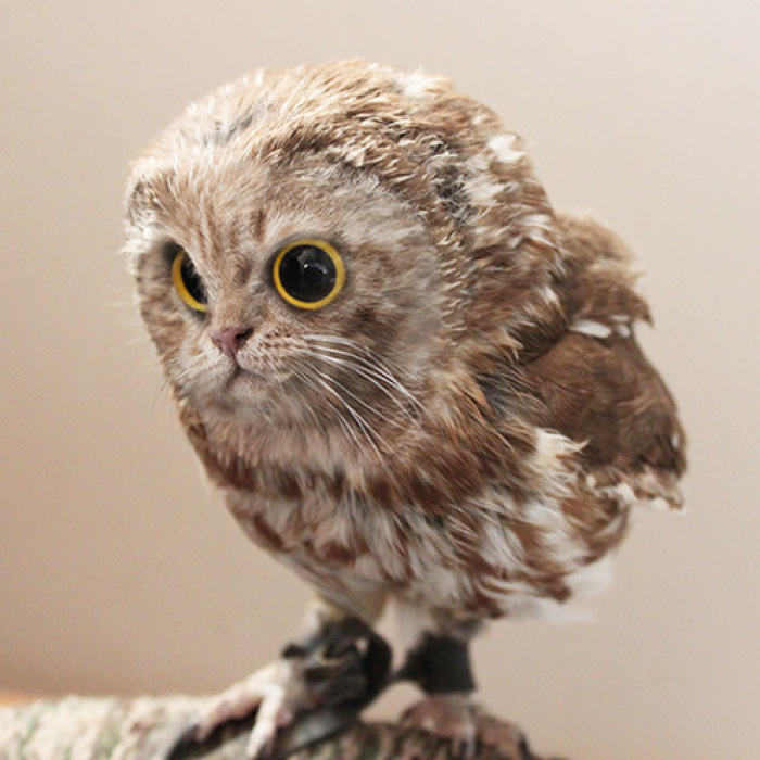 68 Unusual Cat And Bird Hybrids Bred In Photoshop (Add Yours)