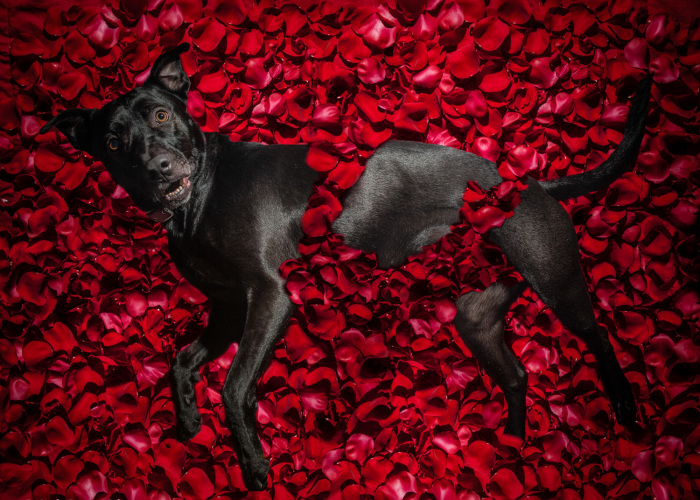 I Was Told To Watch Out For This Dog When I Was Photographing Him At A Rescue. Instead I Adopted Him