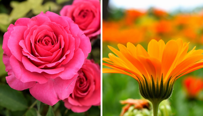 I Spent A Lot Of Time Capturing The Colors Of Various Flowers