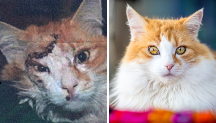 7 Years After Major Nz Earthquake, The ‘Unknown Cat’ I Wrote About In Quake Cats Book Is Found Alive & Well, Fully Recovered From Horrific Injuries. This Is His Story