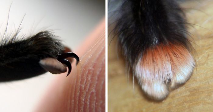 Turns Out, Spiders Have Tiny Paws, And It May Change The Way You Look At Them