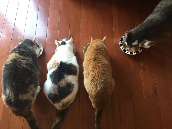 Dinner Time. The Boy Always Has To Be Different.