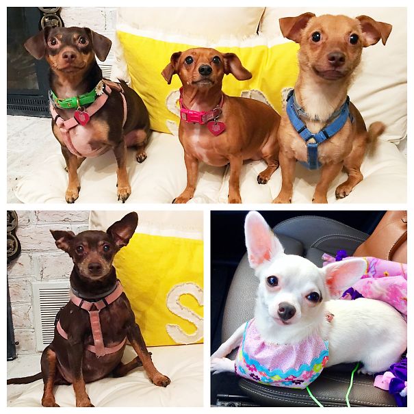 5 Spoiled Rescues - Princess Leia (aka Weasel), Luna, Stuart, Xena & Nippy