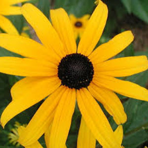 sophiaelizabethhopkins avatar