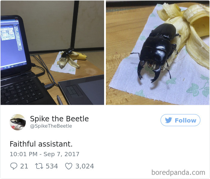 Drawing-bug-spike-the-beetle-japan