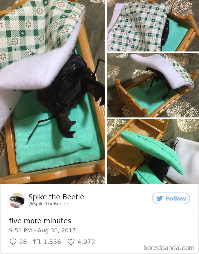 Drawing-bug-spike-the-beetle-japan