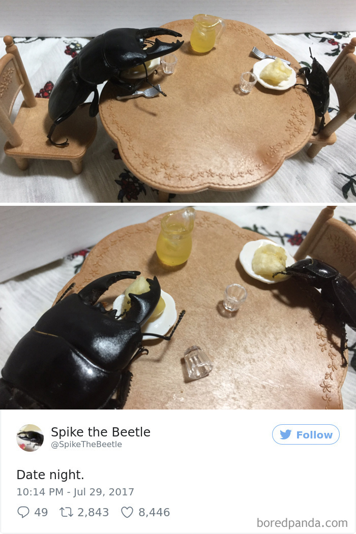 Drawing-bug-spike-the-beetle-japan