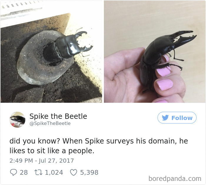 Drawing-bug-spike-the-beetle-japan