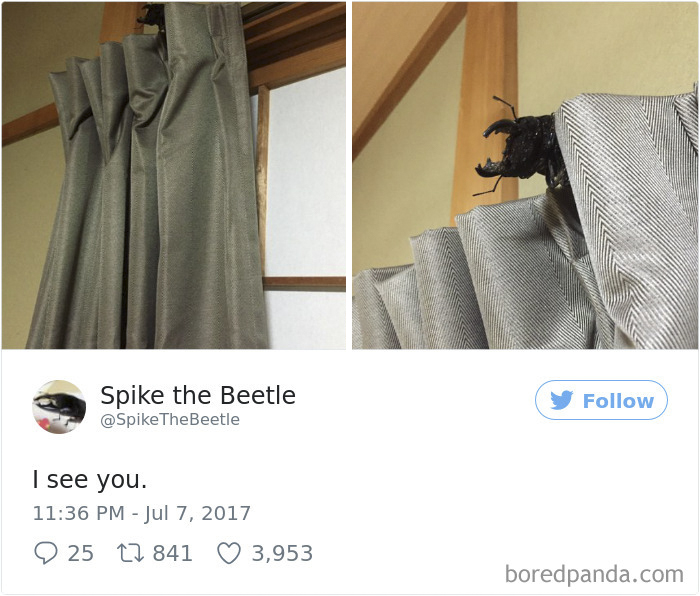 Drawing-bug-spike-the-beetle-japan