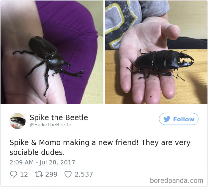 Drawing-bug-spike-the-beetle-japan