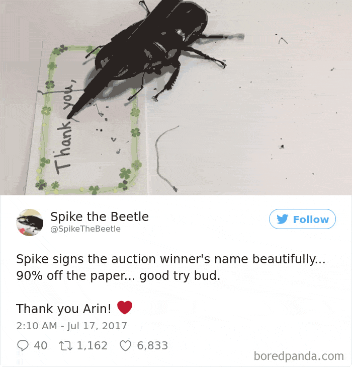 Drawing-bug-spike-the-beetle-japan