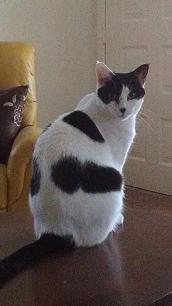 My Bacardi...one Black Ear And One White Ear!