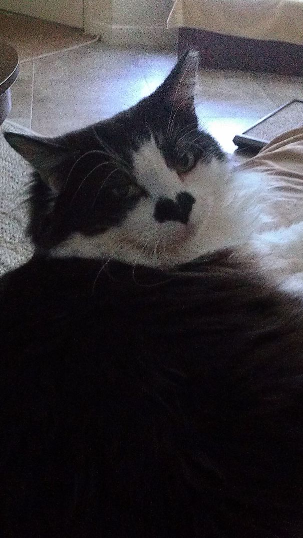 My Amore Has A Heart Shaped Nose!