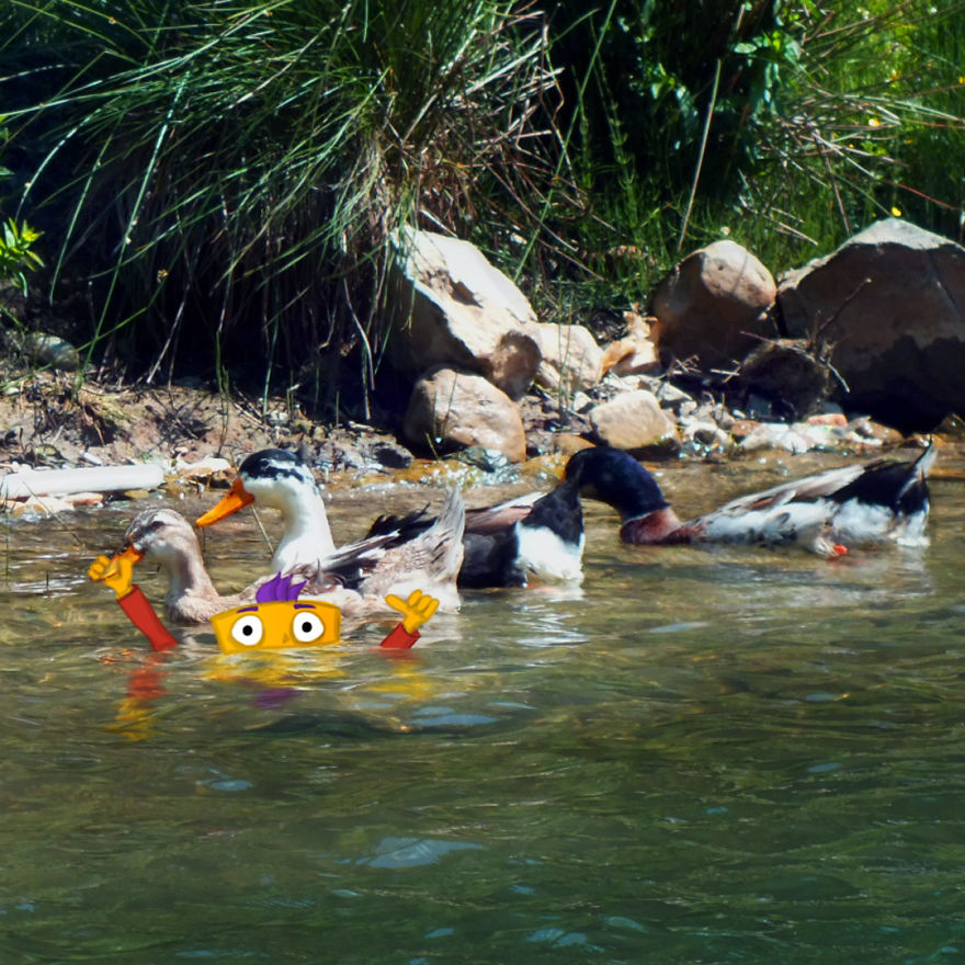 Relax Guys I'm Just Pranking My Old Pall Mr. Ducky