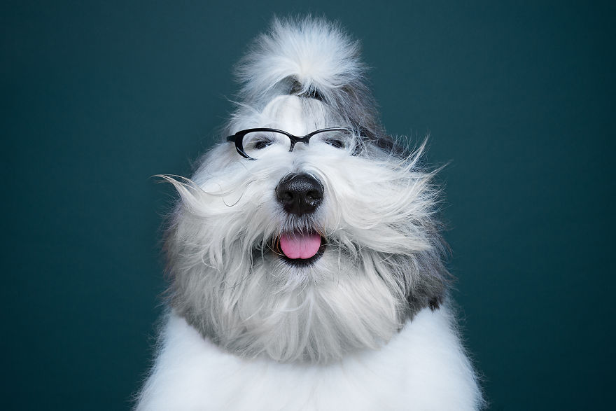 Family Photographers Duo Reveals Human-like Dog Personalities Through The Series Of Funny Portraits