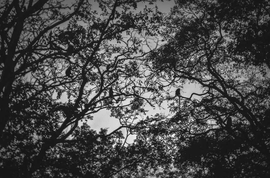 I Took This Series Of Makaka Portraits During My Trip In Sri Lanka