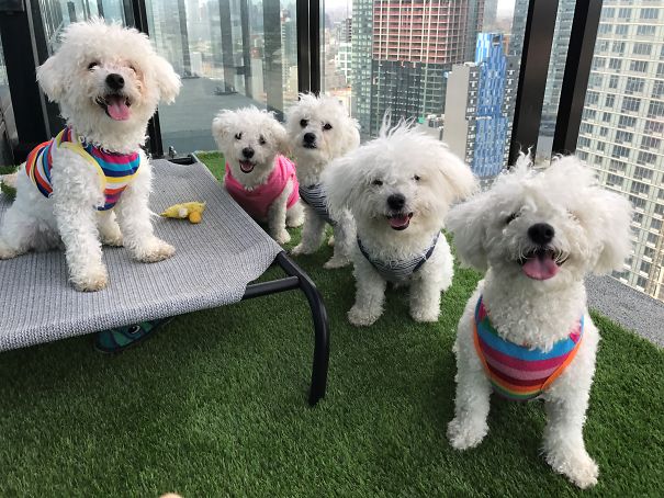 The Crew [left To Right: Mochi, Mom- Lina, Mander, Kirby, And Dad- Gon]