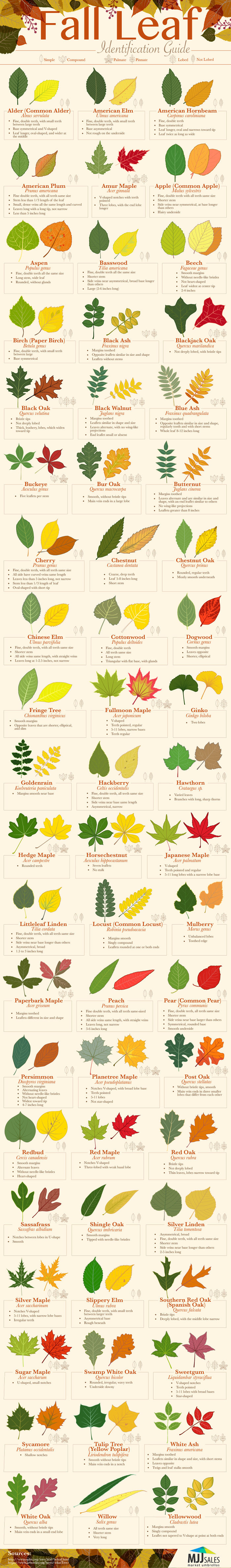 How To Identify Fall Leaves