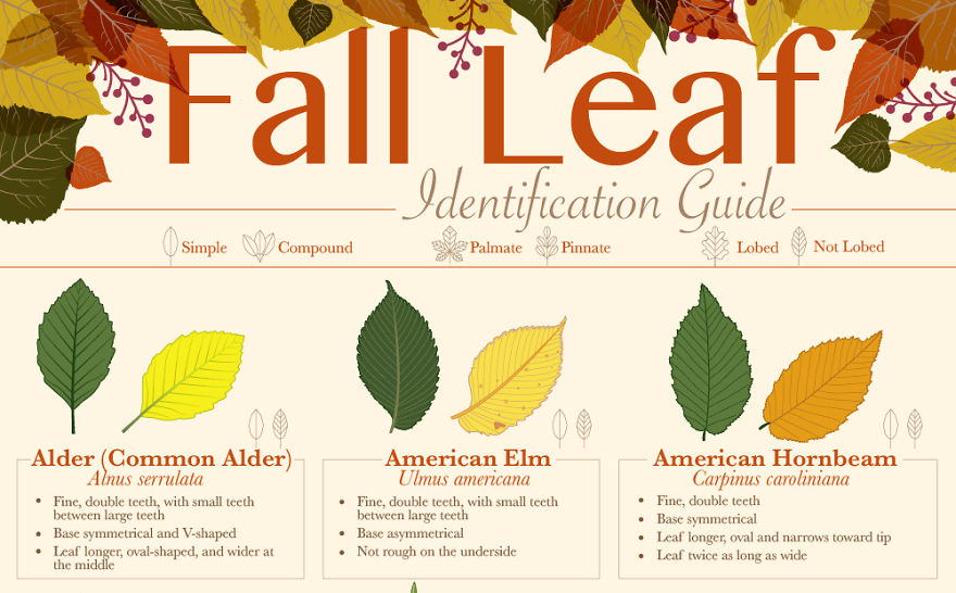 How To Identify Fall Leaves