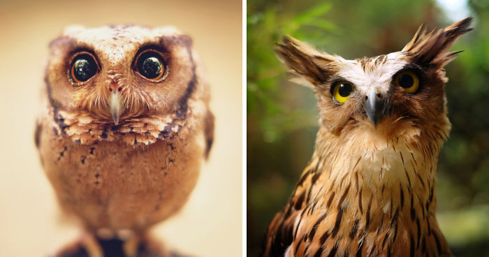 Photographer Captures The Hypnotising Beauty Of Owls In 30 Striking Portraits