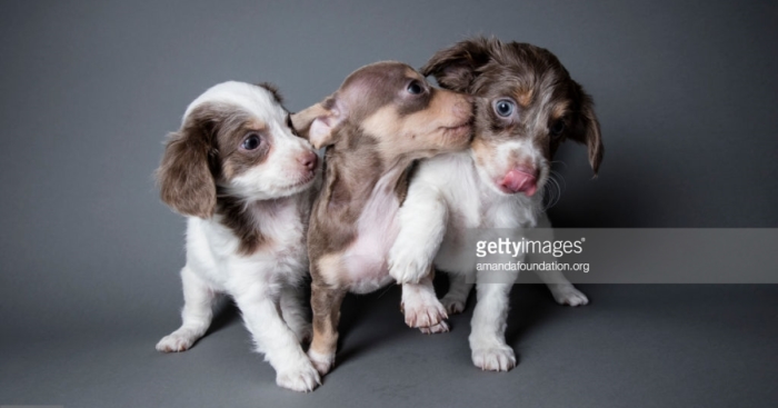 Getty Images & Amanda Foundation Ingeniously Harness The Industry To Rescue Abandoned Pets