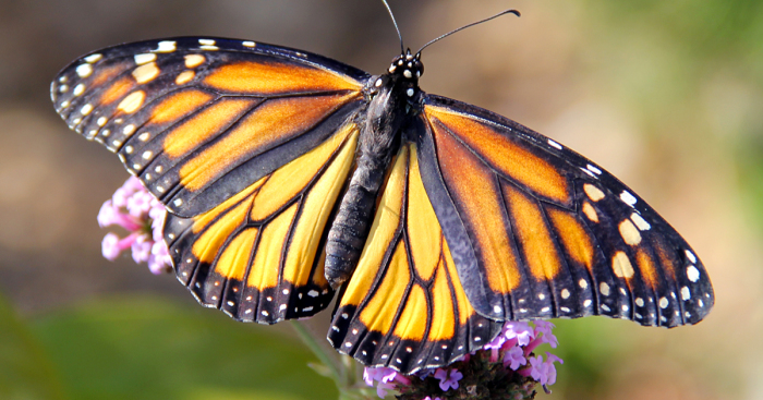 Can You Imagine A World Without Butterflies?