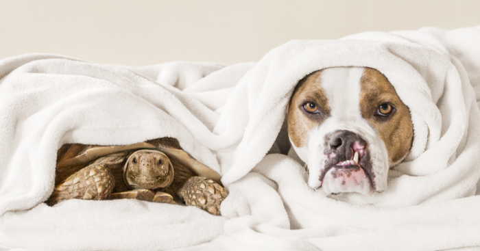 This Unexpected Friendship Between A Dog And A Turtle Is The Sweetest Thing You’ll See TodayThis Unexpected Friendship Between A Dog And A Turtle Is The Sweetest Thing You’ll See Today